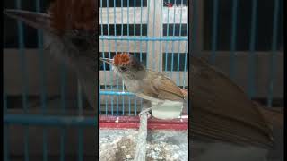 Download Lagu BURUNG ASI TOPI SISIK BELAJAR NGEROLL!!! MP3