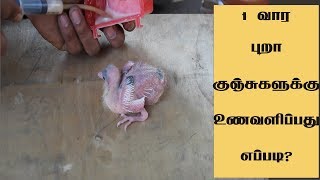 #PigeonCHICKs#feedingmethods#How to feed a 1 week pigeon chick?