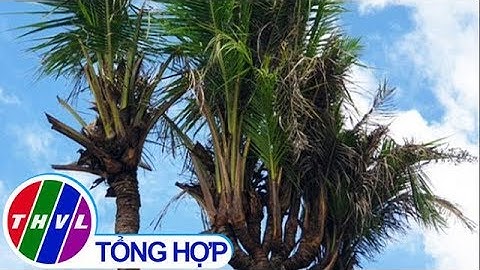 THVL | Ngộ nghĩnh cây dừa 12 đọt ở Cà Mau