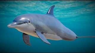 Dolphin в 3D от BlueMesh