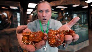 UNBOXING SOME INSANE SNAKES FOR MY NEW REPTILE ZOO!! Build Day #15 | BRIAN BARCZYK