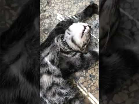 ቪዲዮ: Siamese Kittens ን እንዴት ማሳደግ እንደሚቻል
