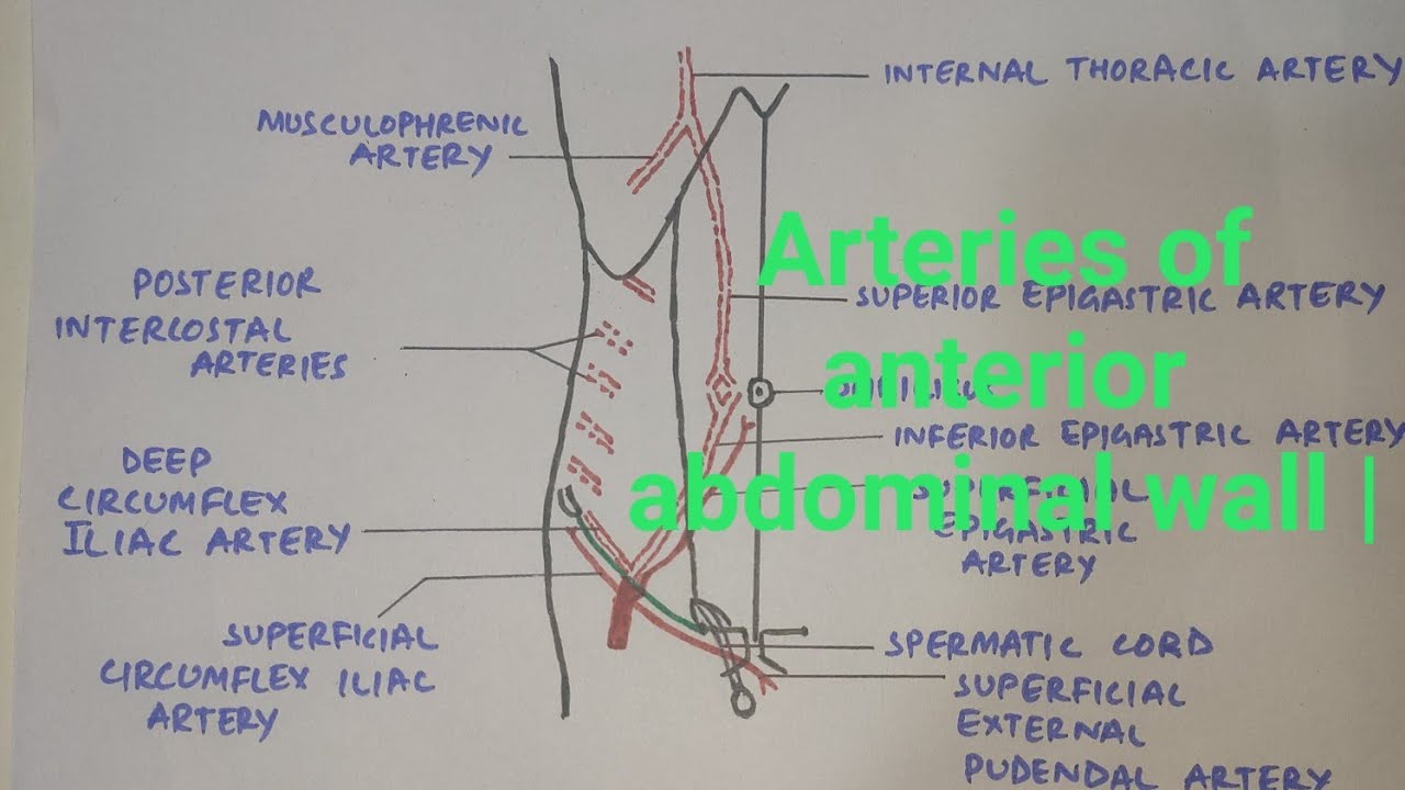 Arteries of anterior abdominal wall med tutorials YouTube