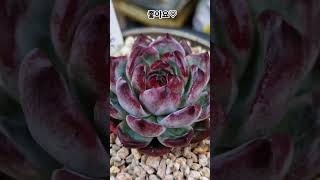 보석 맞네 💎 💎 💎 #이쁜다육 #블랙다이아몬드#다육이 #창 #succulent #plants #多肉植物 #garden