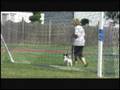 SIT MEANS SIT Dog Training - TOMS RIVER & THE JERSEY SHORE SIT MEANS SIT Dog Training - TOMS RIVER & THE JERSEY SHORE