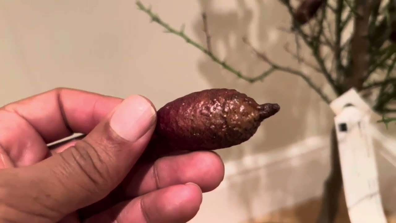 Australian Fingerlime var. Verde ?!?