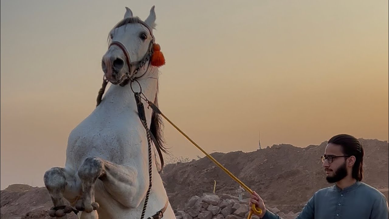 Amazing horse dance in Pakistan 🙌 | Bablu champion salar Ghora ❤️ |🎠🇵🇰 