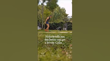 meeting a Border Collie