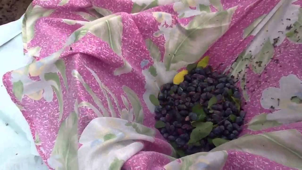 Как лучше очистить ягоды от мусора. Способ 1