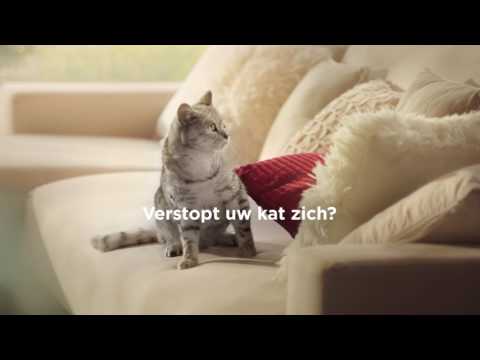 Video: Gezondheid Van De Urinewegen Van Uw Kat Cat