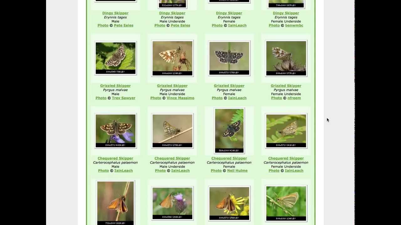 Chrysalis Identification Chart