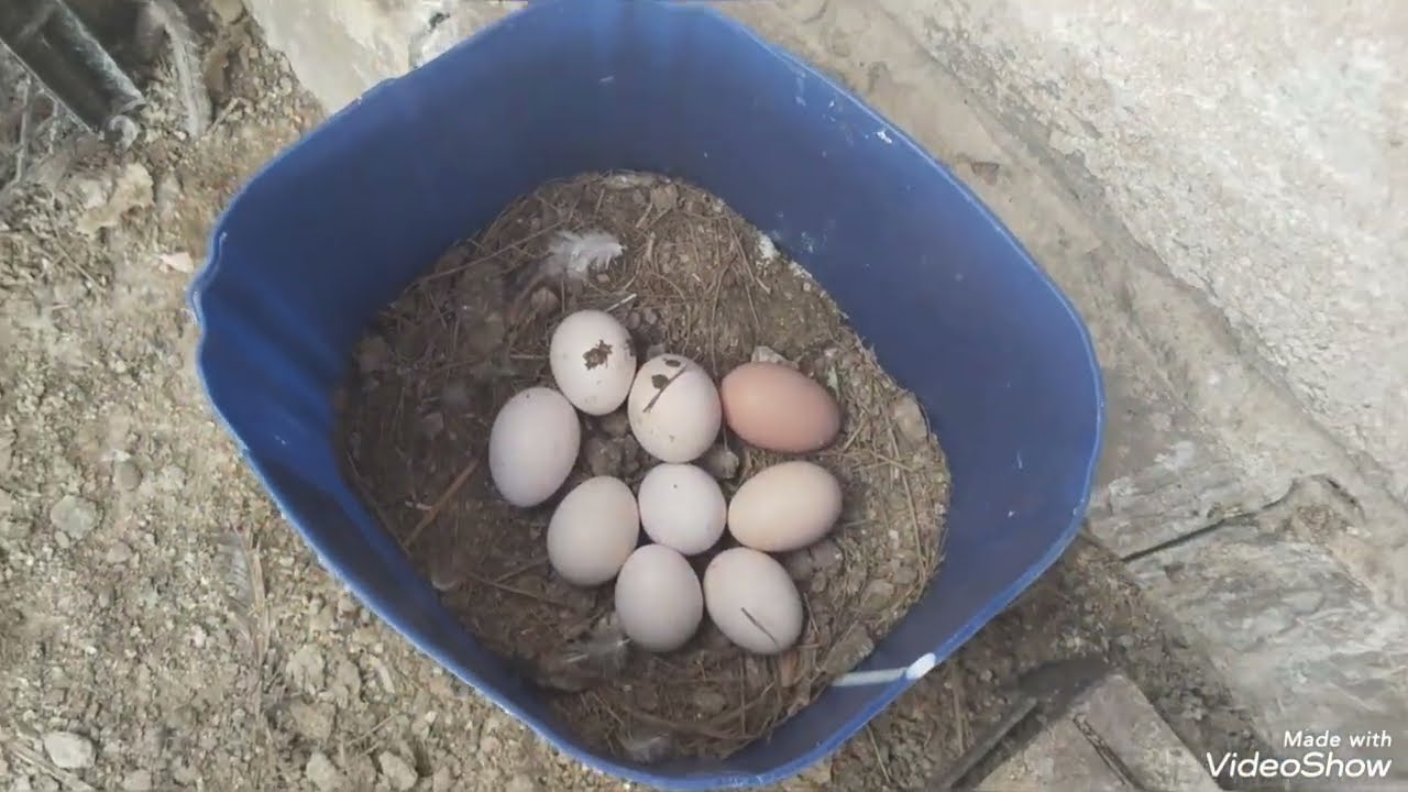 ورجعنا لروتين الطيور على السطح علشان عيونكم 