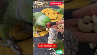 Caring Father 🦜 #Parrot #birds #shorts #BestVibes
