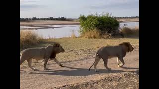 South Luangwa National Park July 2022