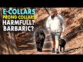 E-Collars Prong Collars Harmful or Helpful? Balanced Dog Training