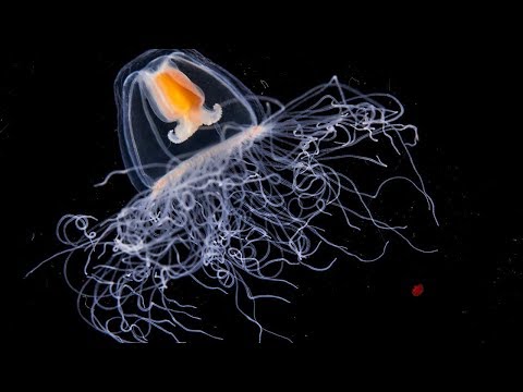 Вопрос: Почему медуза бессмертна?