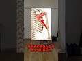 肩のインナーマッスルを鍛えるトレーニング4選
