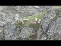 Alpensteenbokken aan het vechten of spelen aan de Grossglockner Hochalpenstrasse