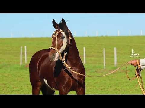 LOTE 03 - VASCO DO RIBEIRÃO BONITO