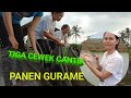 TIGA GADIS CANTIK PANEN IKAN GURAME