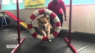 ohhh it's not easy to be a dog (part 9) funny dog by Ani P. 160 views 8 years ago 24 seconds