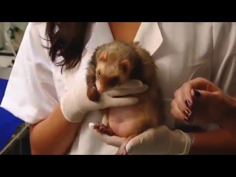 Vídeo: Como os avanços na medicina veterinária estão melhorando a vida do seu animal de estimação