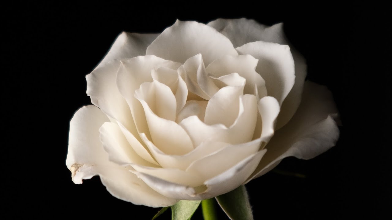 "A Flower Given to My Daughter" by James Joyce