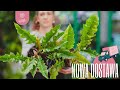Download Lagu Filodendron Ring of Fire 🔥 i inne kuszące propozycje dla kolekcjonerów! DOSTAWA ROŚLIN
