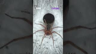 🕸️ World’s Biggest Spider Web Scientists Discover Giant Web in Greece | Newsround