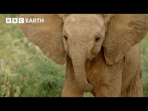 Orphaned Elephants in Search of a New Family | Nature's Great Migrations | BBC Earth