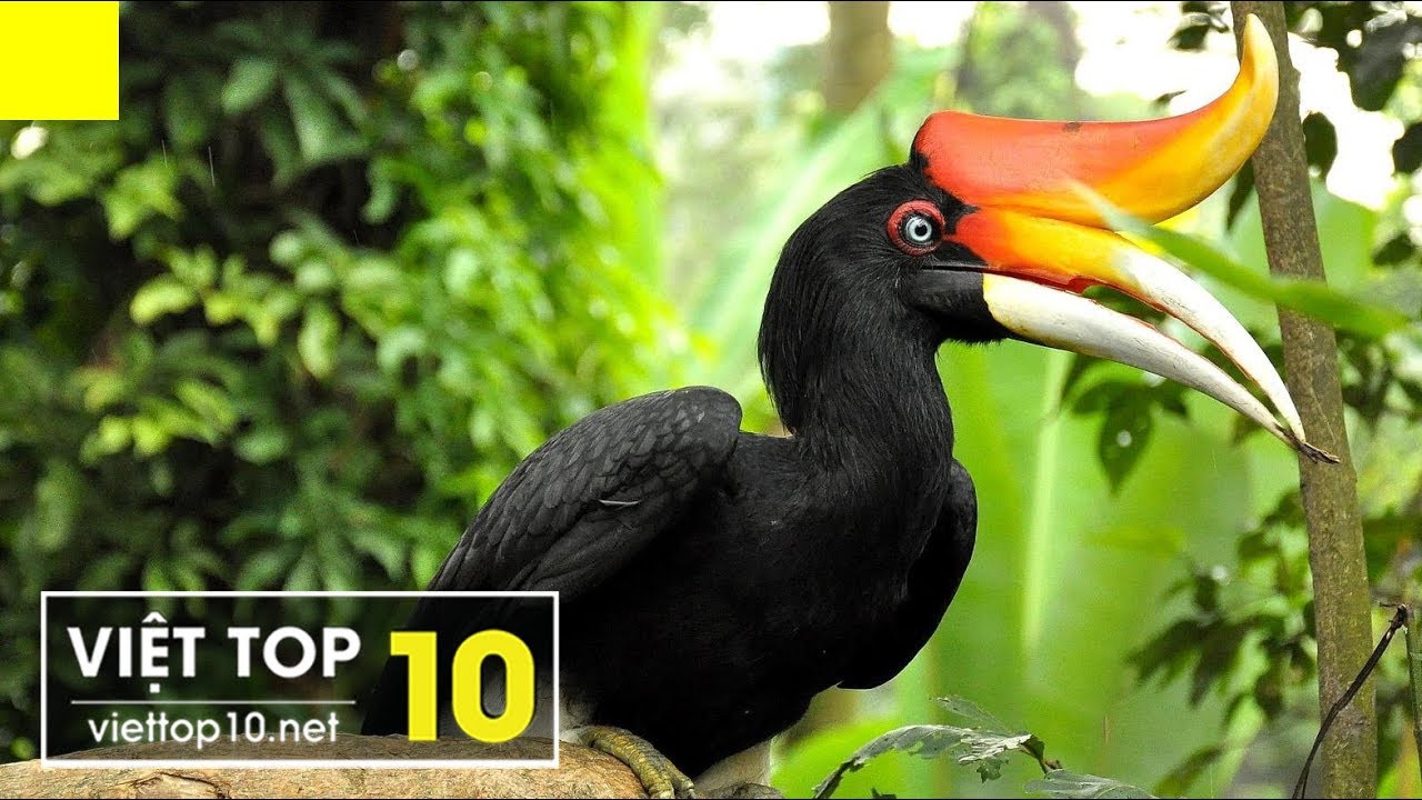 độc đáo tiếng anh 10 Birds With Unbelievable Beaks