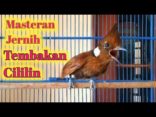 MASTERAN JERNIH TEMBAKAN CILILIN TIADA TANDING#Masterancililin#Burungcililin#Cililin class=