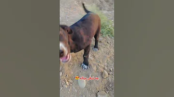 خدایا ببینی چه ذوقی می کنن دوست Pets Puppy Funny دحمان هاپو 