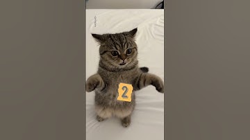 How to Pick Up a CAT The Right Way #shorts #cat