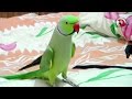 Sammy-The talking Indian Ring-neck parrot