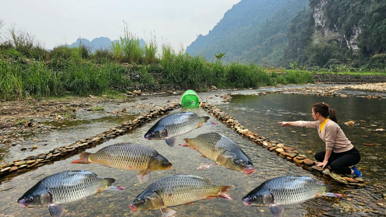 The girl arranged rocks to form two walls to set a fish trap in the ...