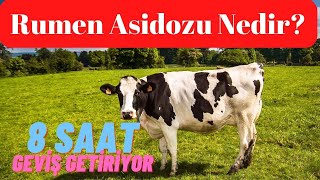 Prof. Dr. Armağan HAYIRLI Rumen Asidozu nedir? Nasıl Anlarız? Ne Yapmalıyız?