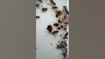 Glue traps device can help you reduce the roaches population, placing them close to the infestation.