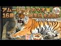 アムールトラのマオ🐯16歳の誕生日を祝う|おびひろ動物園