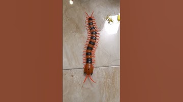 new remote controlled centipede 🐍