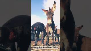 Liberty Hoof Trimming for baby donkey - no halter - no restraints. #babydonkey #farrier