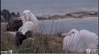 Royal Albatross   Family Reunion For WYL, BOK & TFT  Three Days In A Row! 5.18.24