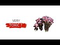 Blood Toothing (Hydnellum Peckii) : The Blood Mushroom Explained in 2min