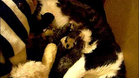 Video 11485471: devon rex kitten, newborn kittens, kitten mom