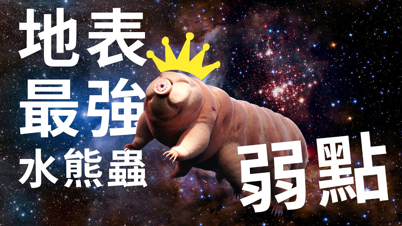 地表最強水熊蟲的弱點 What is the weakness of a water bear? YouTube