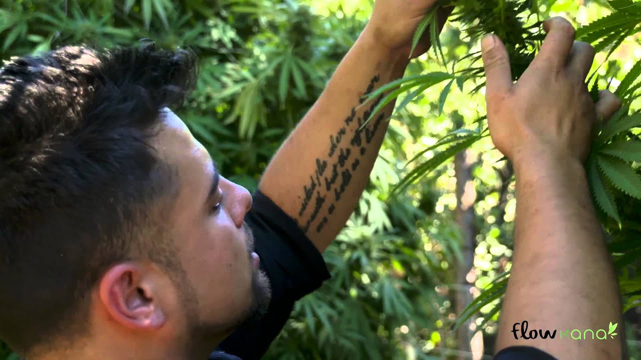 Meet your farmer with Flow Kana -  Aficionado