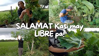 Libre lang po ito dito sa Probinsiya Namin | Buhay ng mga ILOCANO dito sa MINDANAO