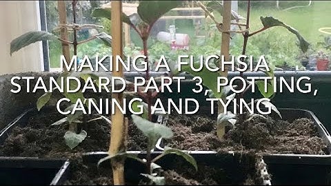 Making A Fuchsia Standard Part 3 Potting Caning And Tying, Making A Fuchsia Tree