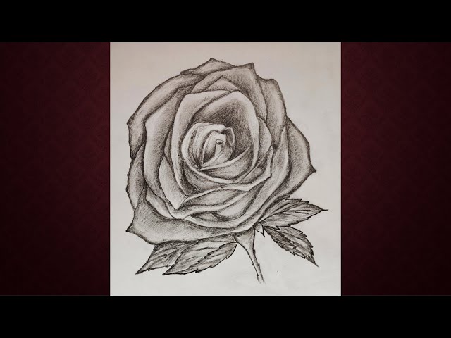 Black And White Drawing Of A Rose Background, Picture Of A Rose Drawing,  Rose, Drawing Background Image And Wallpaper for Free Download
