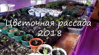 Много цветочной рассады//Многолетники из семян// Рассада 2018